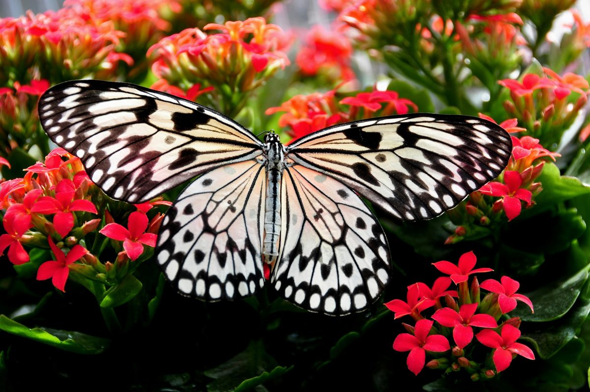 A paper kite butterfly