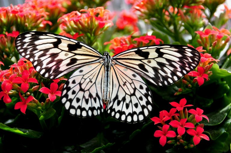A paper kite butterfly