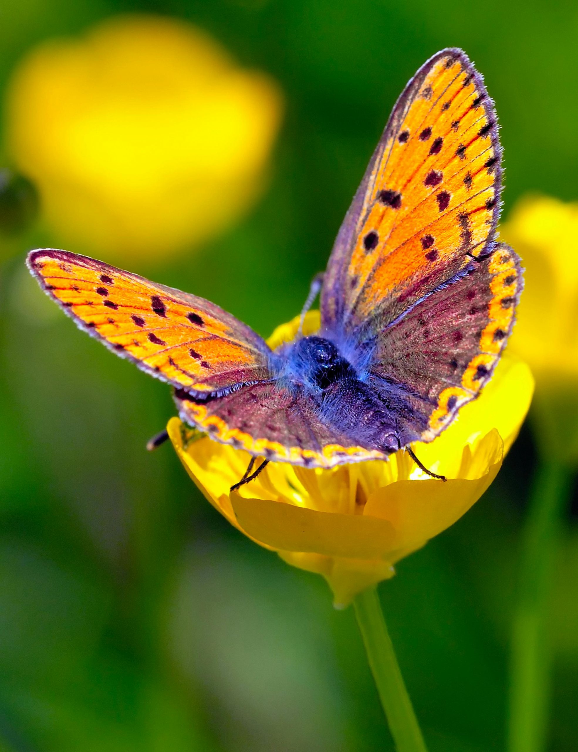 Vibrant butterfly on a yellow flower
