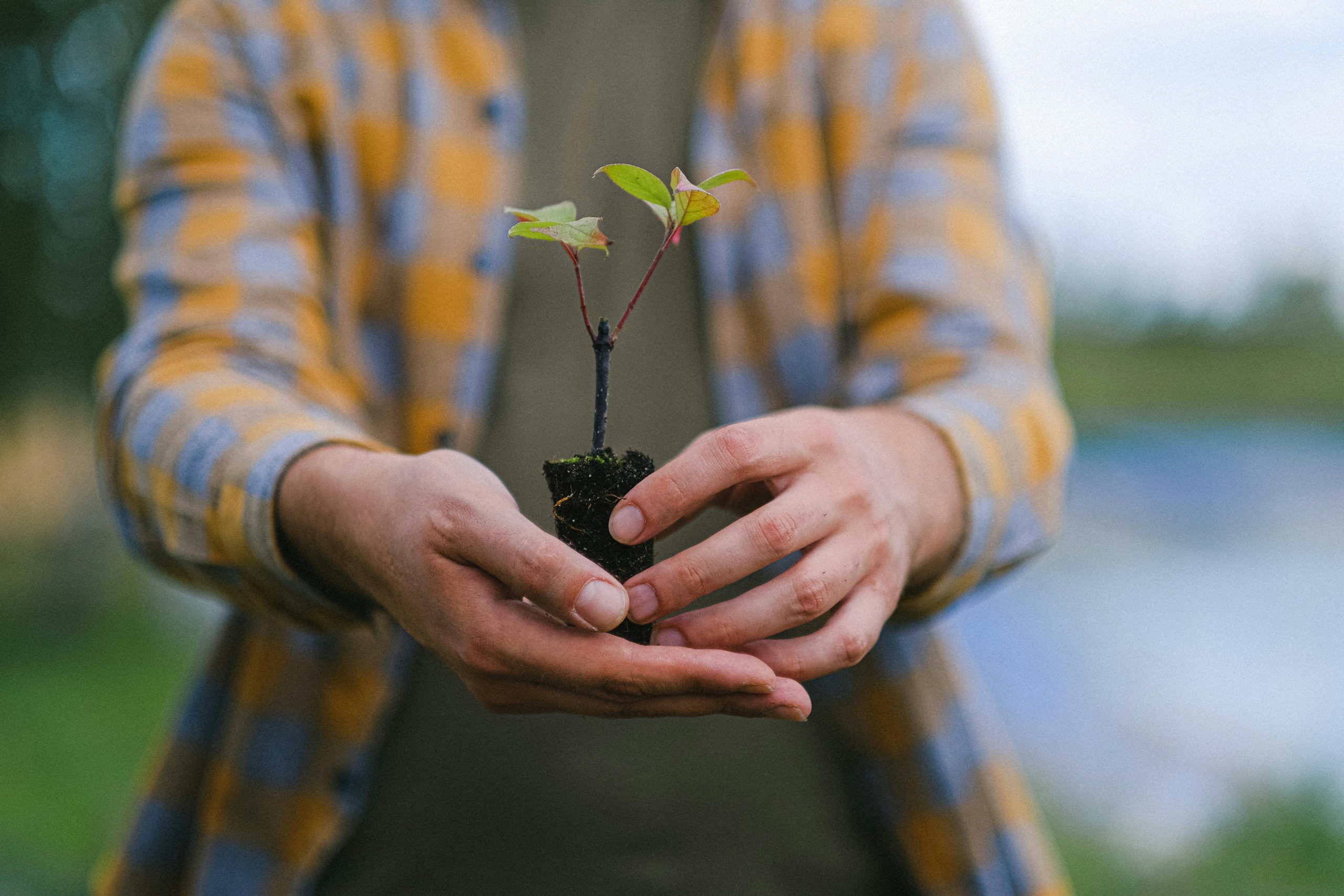 A person holding a plant