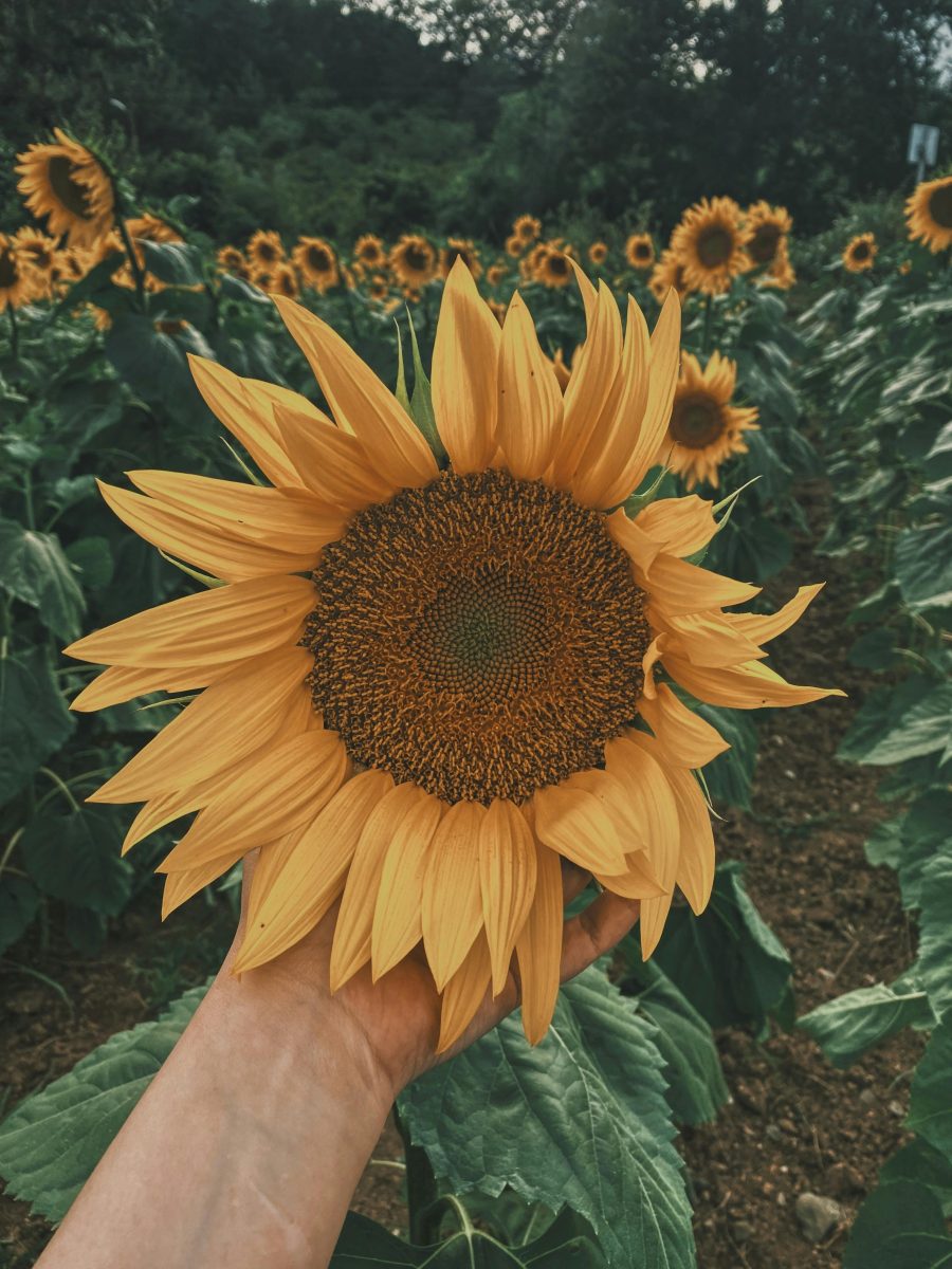 A person holding a blooming sunflower