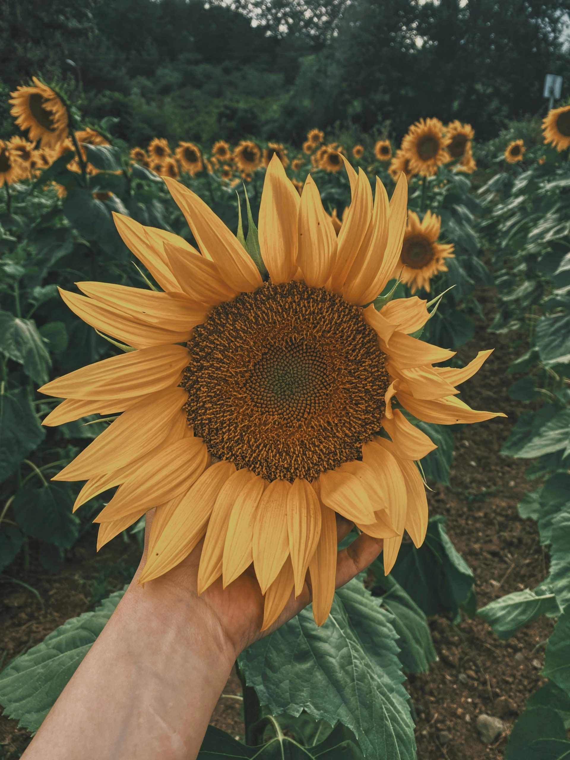 A person holding a blooming sunflower