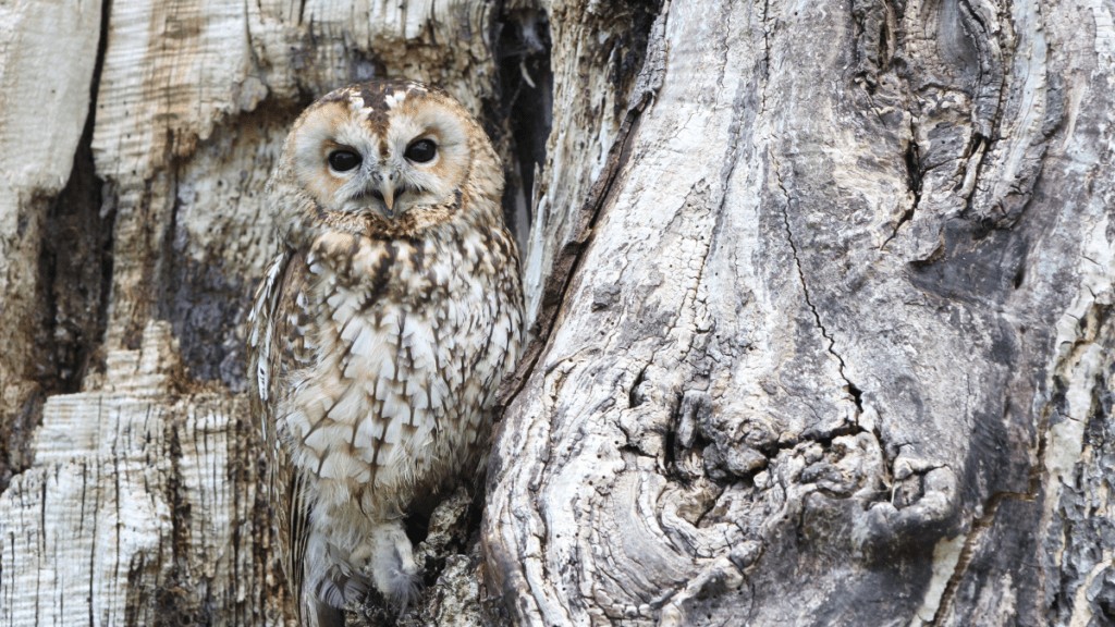 An owl sitting in a tree. The owl is well camouflaged.