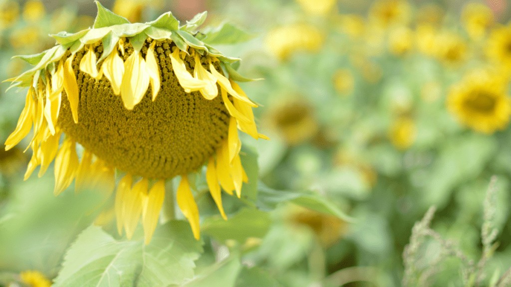 A sunflower in a field.