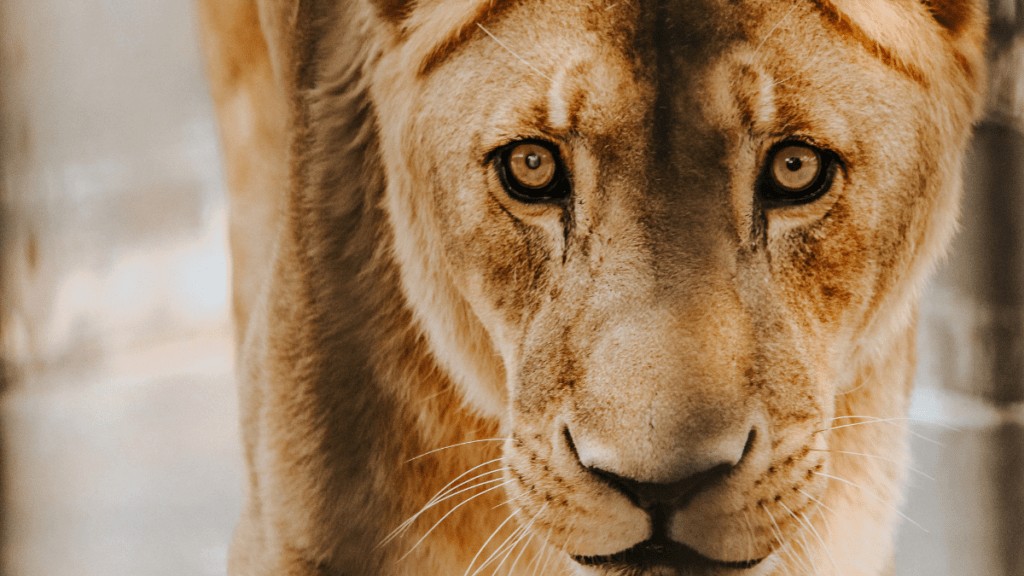 A close up of a lioness' face.