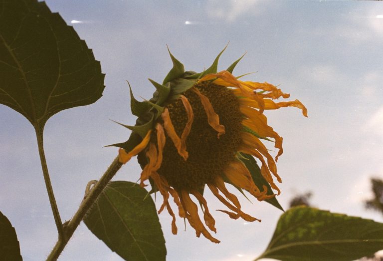 Withered sunflower