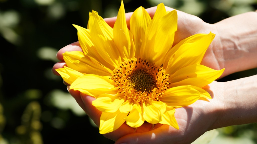 A close up of hands holding an open yellow flower.