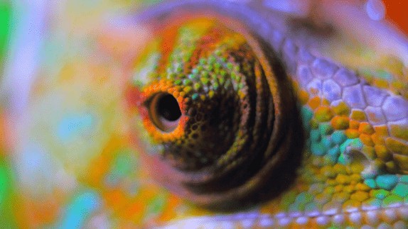 A close-up of a chameleon's eye.