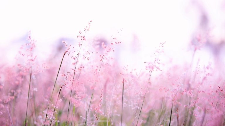 A blurred photo of pink flowers in a field.