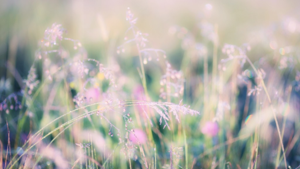 A blurred photo of flowers in a field.