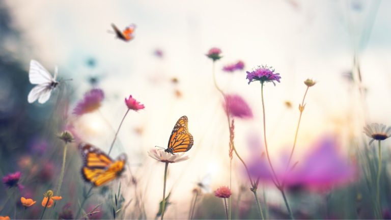 Monarch butterflies in a field of pink and purple flowers, with a blurred sky background.