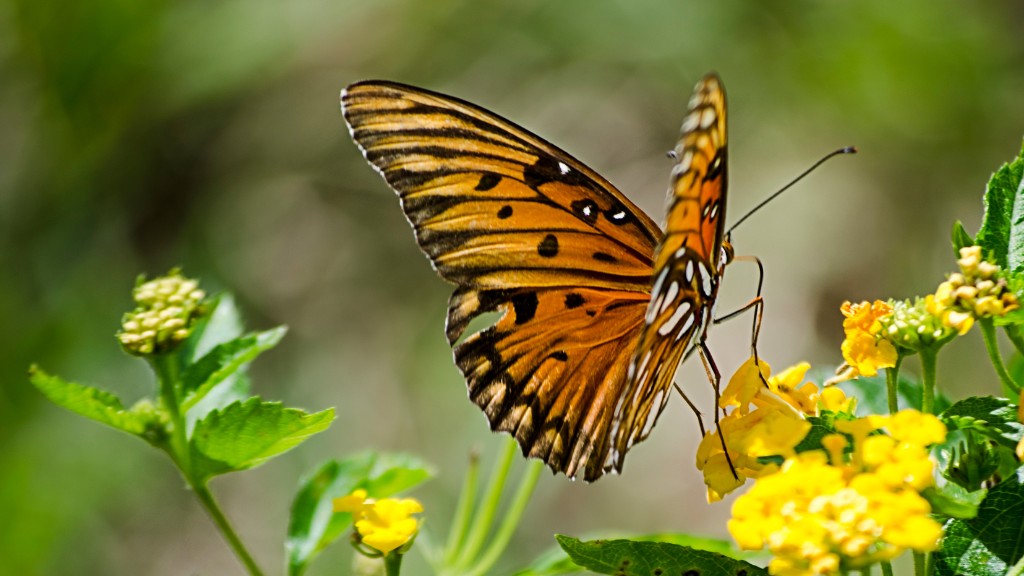 A monarch butterfly sitting atop a yellow lantana flower.