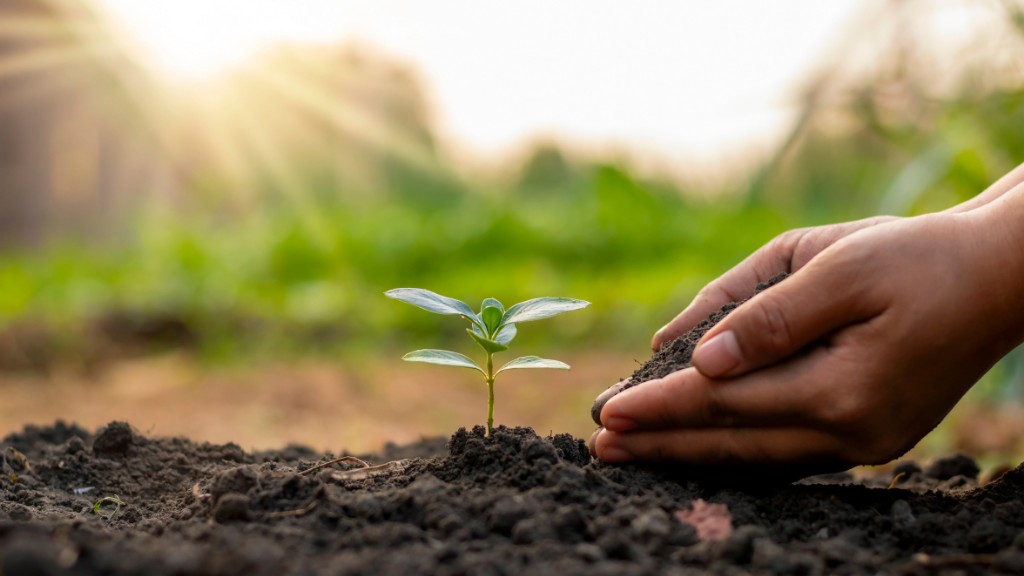 A close up of a person's hands planting a seedling that is sprouting in the sun.