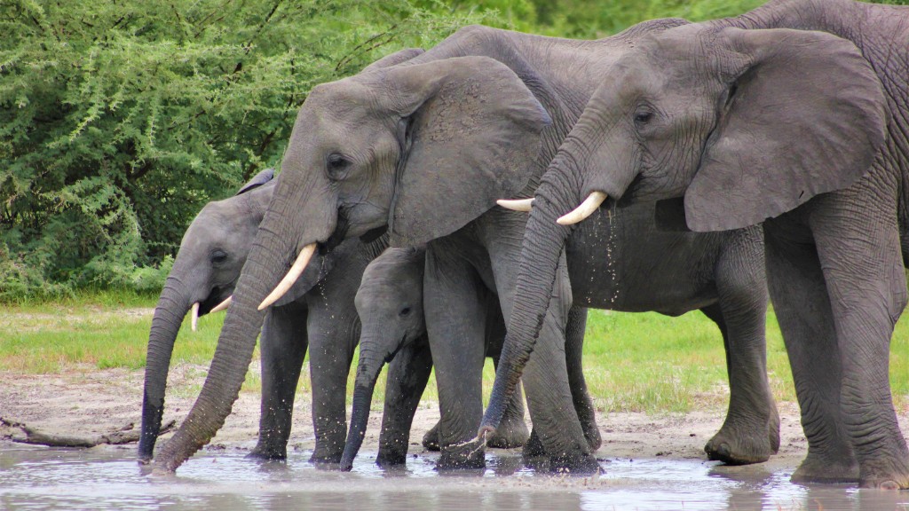 A family of elephants drinking from a stream.