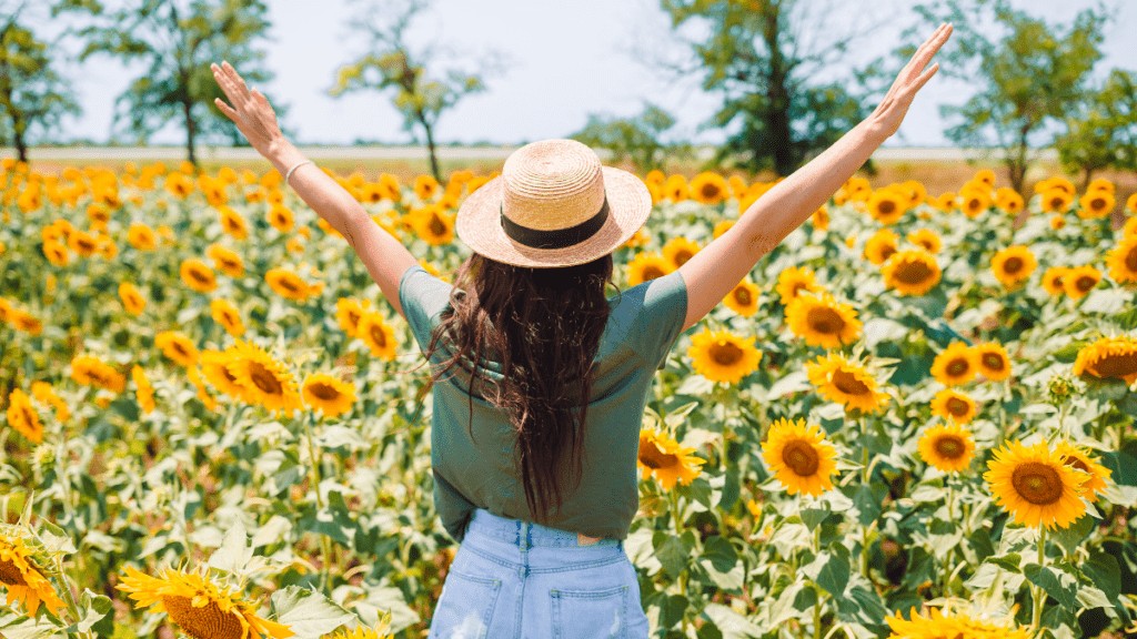 Sunflowers 1024x576