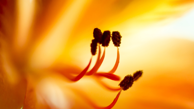 Close-up of the inside of an orange flower