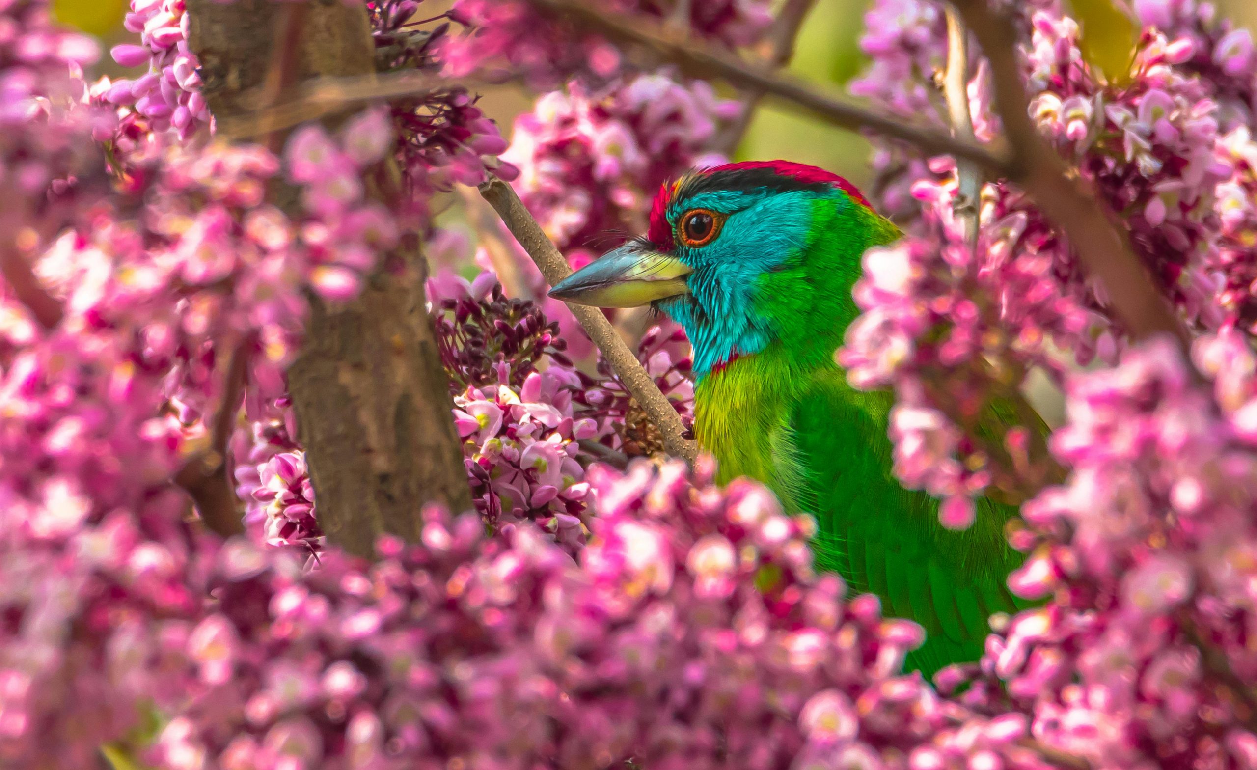 A bird with vivid plumage sits on a branch amongst blossom