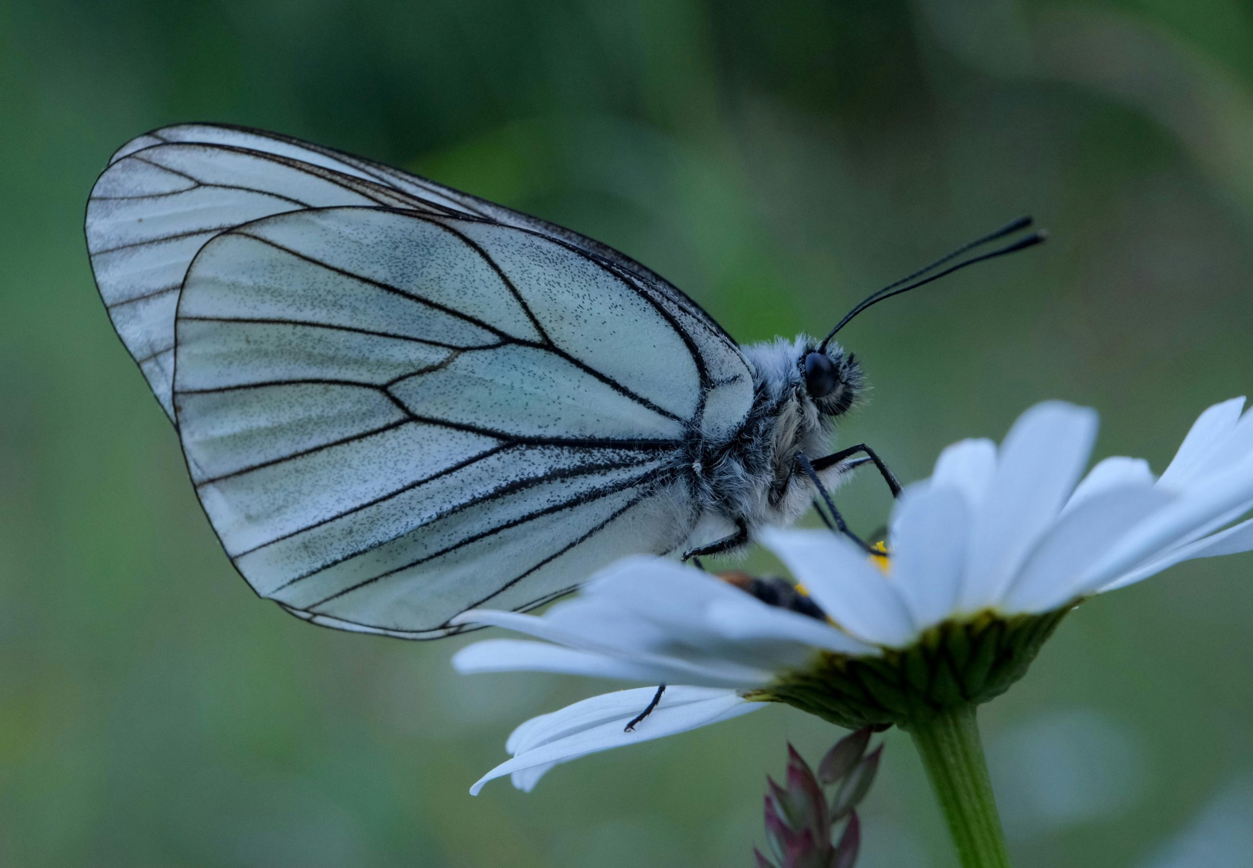 A close up image of a butterfly