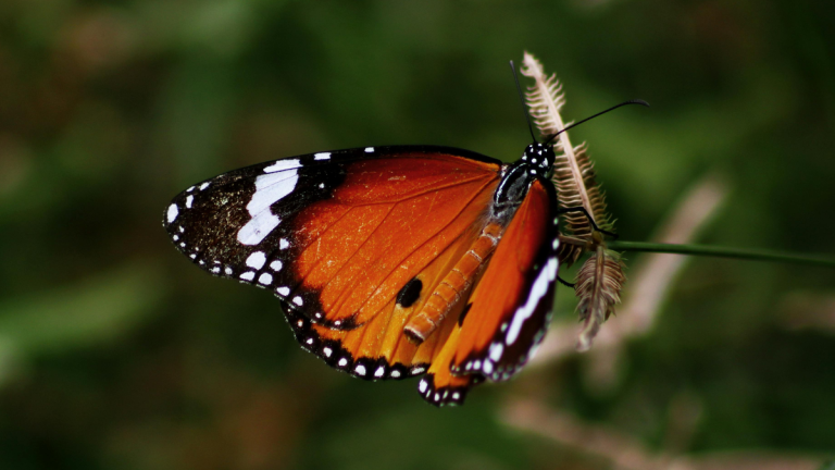 A photo of a Monarch butterfly, emerging from a chrysalis.