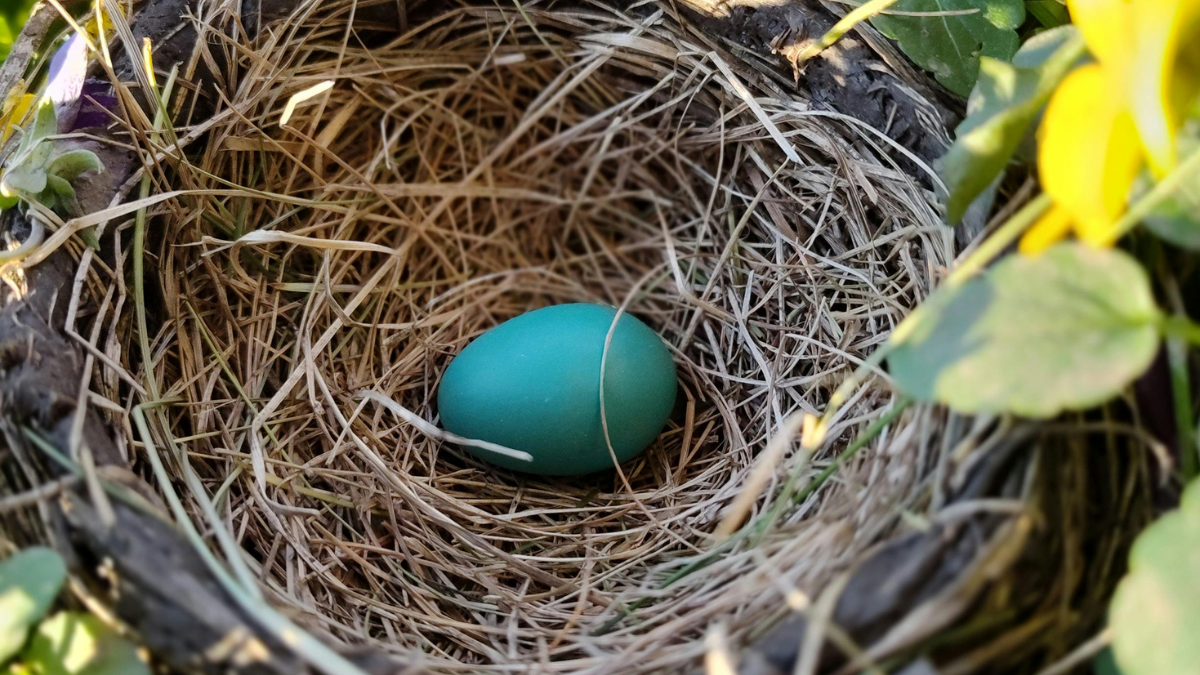A lone blue egg resting in the middle of a brown, twig nest.